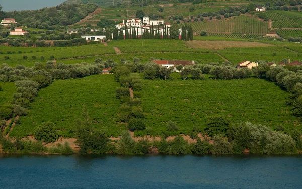 Wijngaard Heuvels Rivier Dourovallei Portugal — Stockfoto