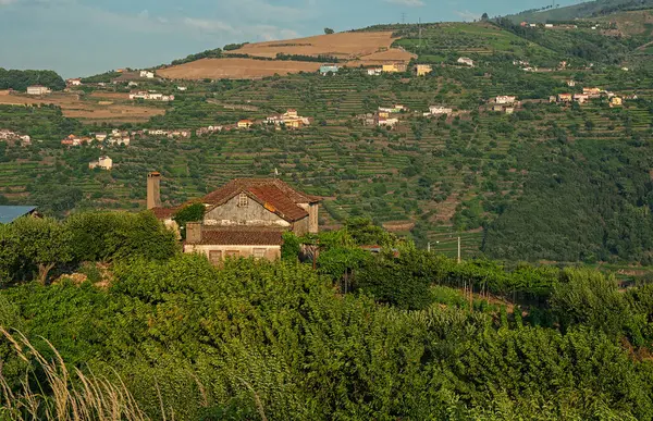 Виноградные Холмы Долине Реки Дору Португалия — стоковое фото