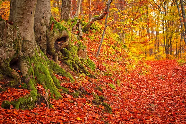 Caminho Floresta Outono — Fotografia de Stock