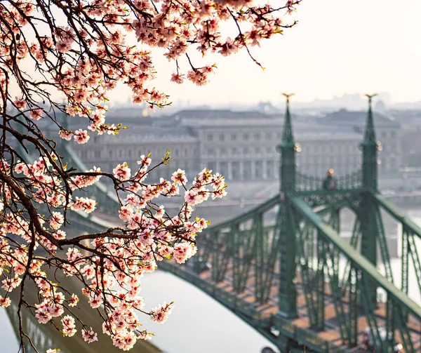 Berömd Liberty Bridge Med Mandelträd Våren — Stockfoto