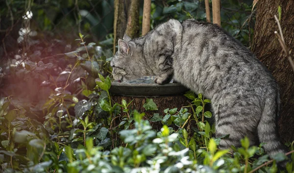 Drinking Grey Cat Garden — Stock Photo, Image