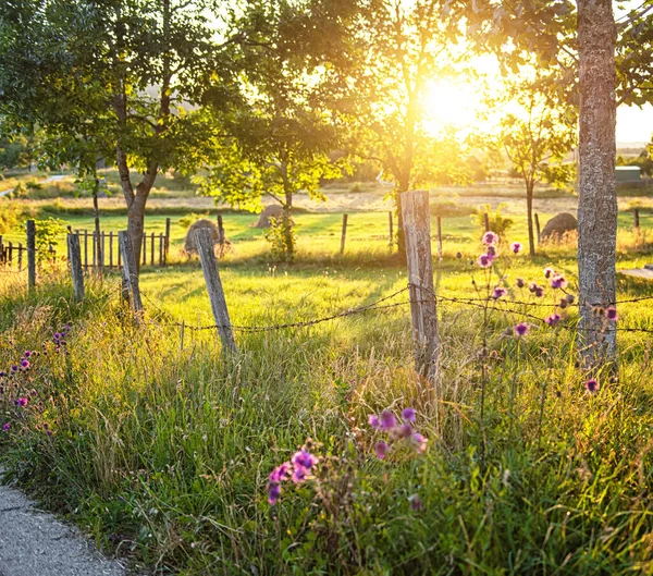 Ett Trästaket Trädgård Omgiven Träd Och Blommor Solljus — Stockfoto