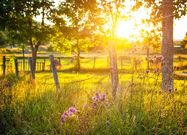 Ett Trästaket Trädgård Omgiven Träd Och Blommor Solljus — Stockfoto