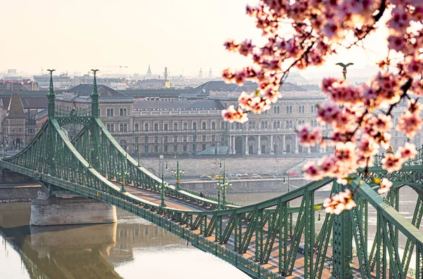 Krásný Liberty Bridge Mandlovými Květy Budapešti — Stock fotografie