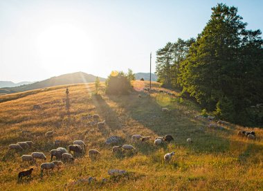 Karadağ 'ın dağlarında gün ışığında koyunlar