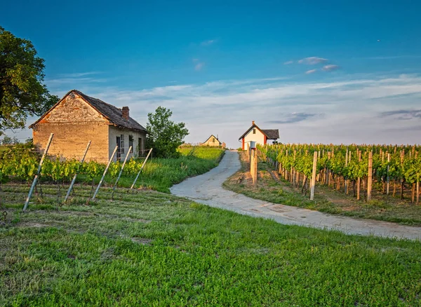 Winnice Regionie Villny Węgry — Zdjęcie stockowe