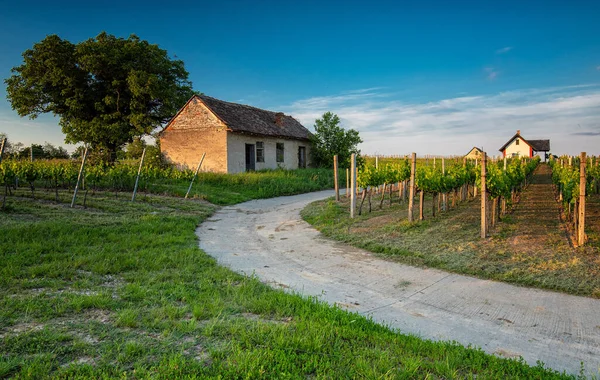 Vinice Regionu Villny Maďarsko — Stock fotografie