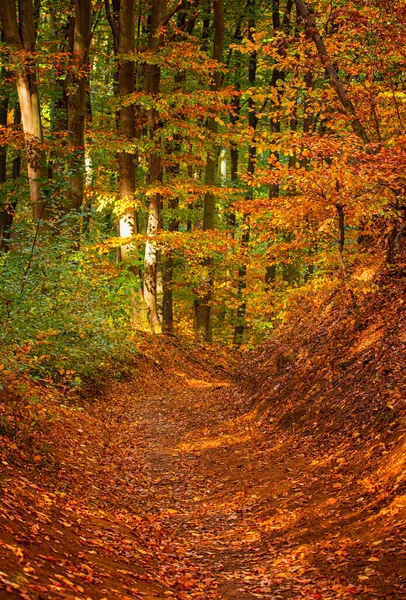 Pathway Forest Autumn — Stock Photo, Image