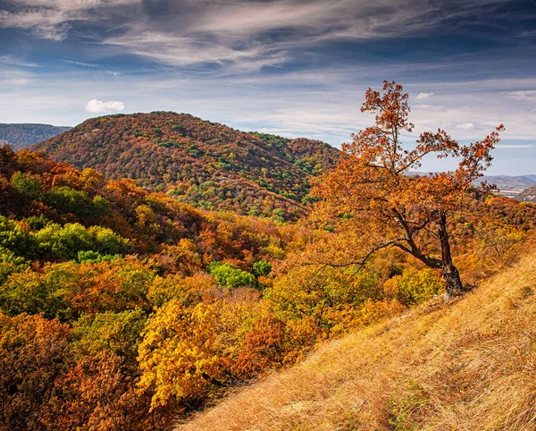 Percorso Nella Foresta Autunno — Foto Stock