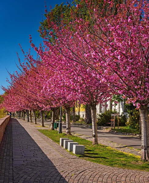 Amazing Spring Cityscape Buda Castle Royal Palace Buda Castle District — Stock Photo, Image