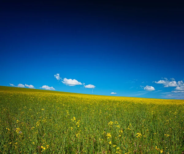 Field Rapeseed Spring — Stock Photo, Image