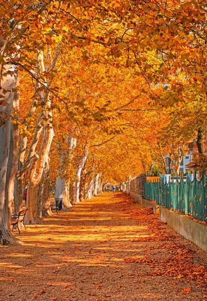 Nice Trees Autumn Lake Balaton Hungary — Stock Photo, Image