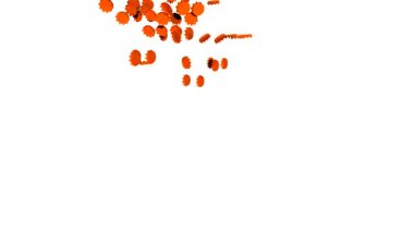 Düşen Şişe kapakları