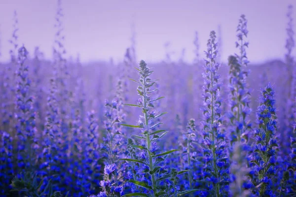 Sommerwildblumen. Blühende Blumenwiese — Stockfoto