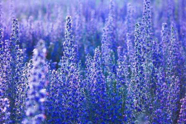 Sommerwildblumen. Blühende Blumenwiese — Stockfoto