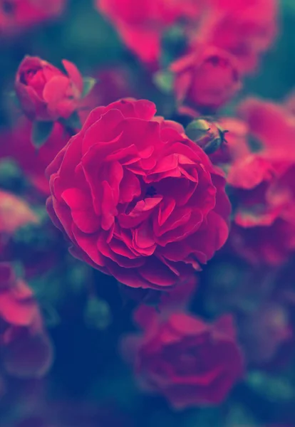 Blooming red roses — Stock Photo, Image