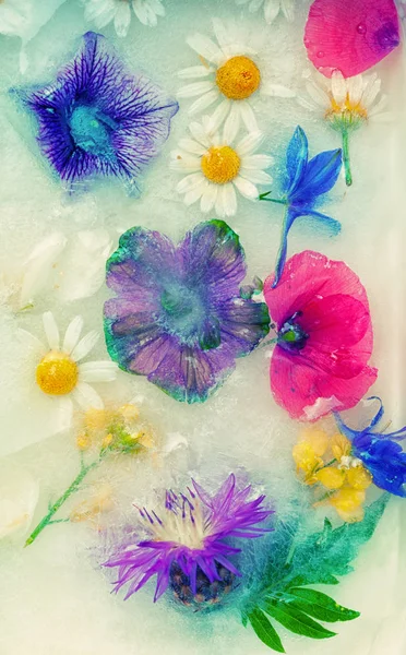 Abstract background of frozen flowers — Stock Photo, Image