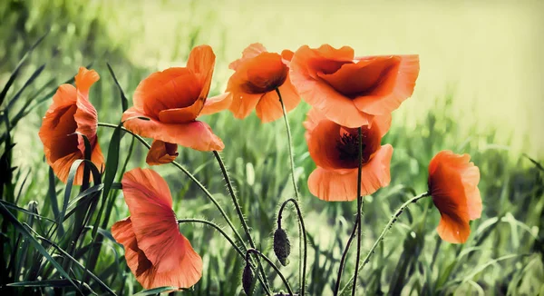 夏の花のフィールドです。レトロなスタイルの画像 — ストック写真