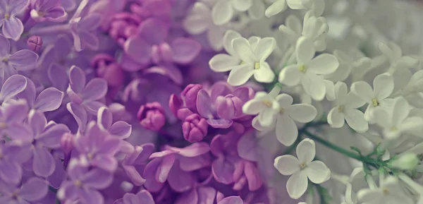 Kwiaty lilii tło — Zdjęcie stockowe