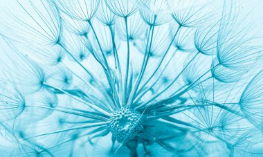 karahindiba portre. Mavi tonned