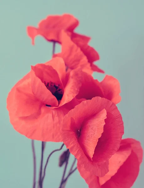 Poppy Flowers Spring Flowers — Stock Photo, Image