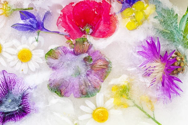 Frozen Fresh Beautiful Flowers — Stock Photo, Image