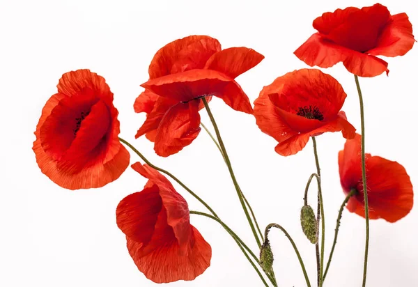 Papaver Bloemen Geïsoleerd Wit — Stockfoto