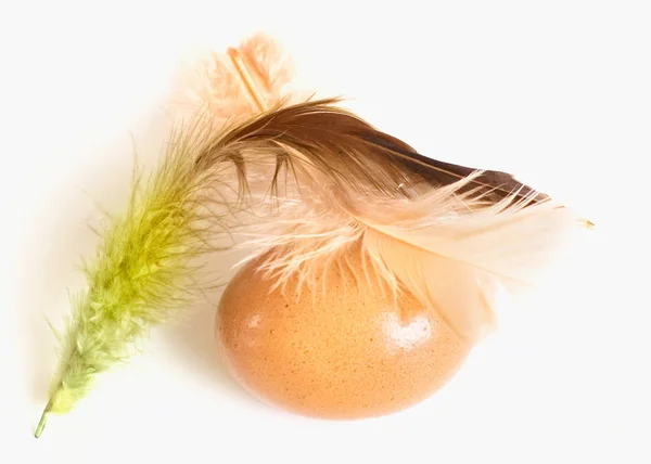 卵と白い背景の上の羽 — ストック写真