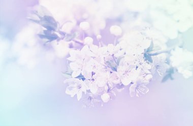 Sakura çiçekleri ile şube. Pastel renk stili.