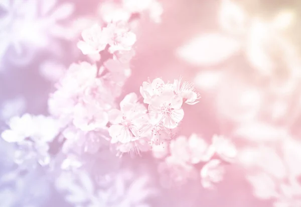 Весенние Цветы Мягкий Фон — стоковое фото