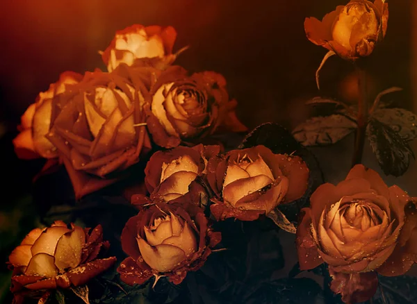 Τριαντάφυλλα Φόντο Ρετρό Φίλτρο — Φωτογραφία Αρχείου