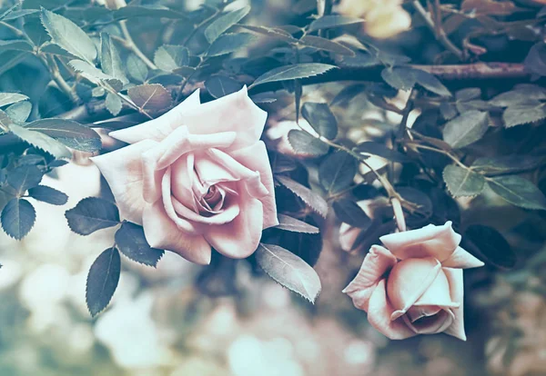 Schöner Zweig Der Rosen Blumen — Stockfoto