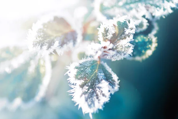 Primeira Geada Folhas Congeladas — Fotografia de Stock