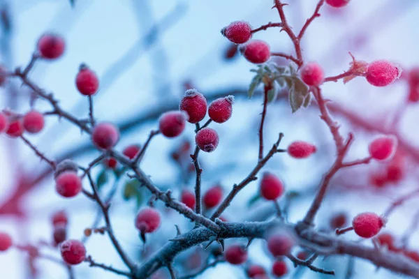 red berries of a rose-hip in the winter in snow