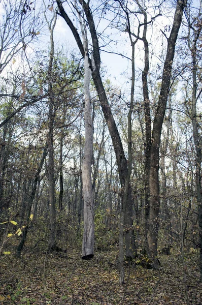 Ree trunk hanging in the air — Stock Photo, Image