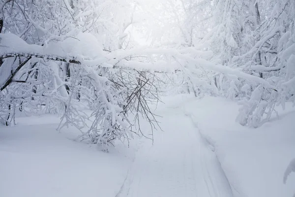 Hiver beau paysage — Photo