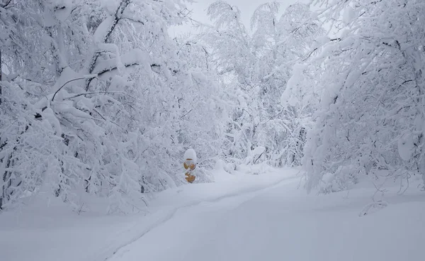 Winter beautiful landscape — Stock Photo, Image