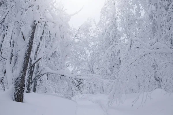 Zimní les mraky krajina — Stock fotografie