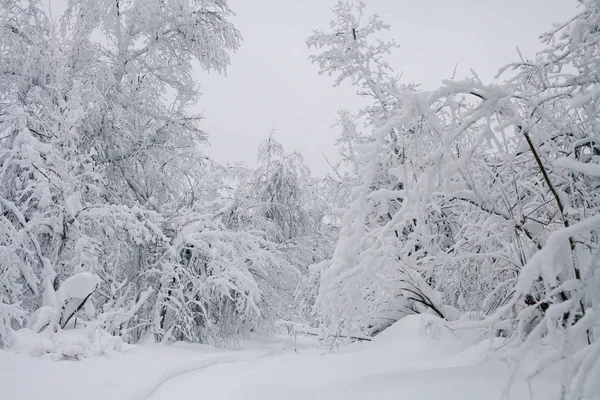 Winter Forest clouds Landscape — Stock Photo, Image