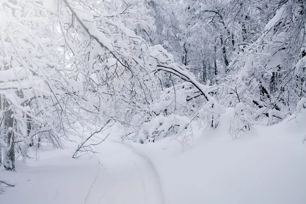 Winter Forest clouds Landscape — Stock Photo, Image