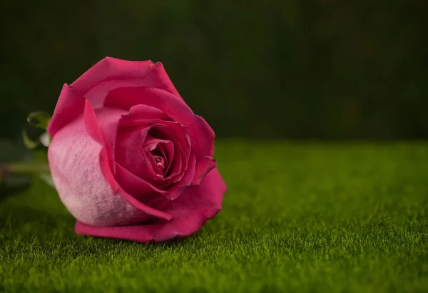 Роза розового цвета ложь — стоковое фото