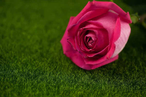 Rose różowy kolor kłamstwa — Zdjęcie stockowe