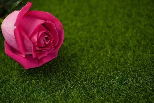Rose of pink color lies — Stock Photo, Image