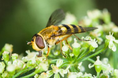 Hoverfly. Eupeodes corollae bir çiçek üzerinde