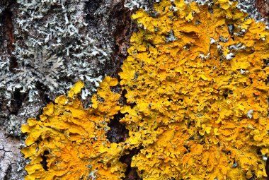 Xanthoria parietina. Turuncu bir ağaç gövdesinde liken
