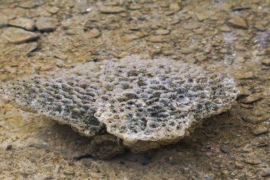 Bir su birikintisi üstüne oturan frogspawn