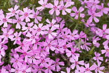 Pembe ve mor moss phlox çiçekler. Ayrıntı