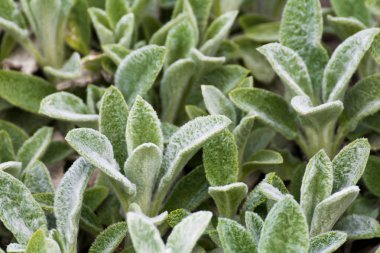 Stachys yünlü, ilkbahar, yeşil bahçe bitkileri. Ayrıntı