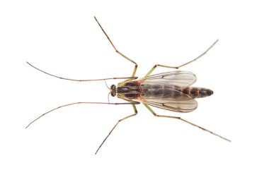 Buzzer midge (Chironomus plumosus) on white background. Chironomus plumosus larvae are the most natural aquarium fish food clipart