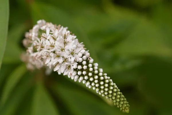 Fiordaliso da vicino — Foto Stock